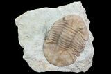 Asaphus (New Species) Trilobite - Russia #73504-2